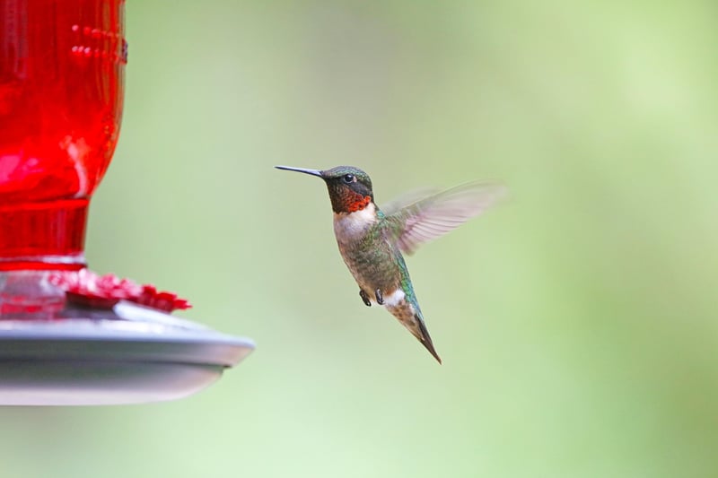 Tea Cup Bird Feeder